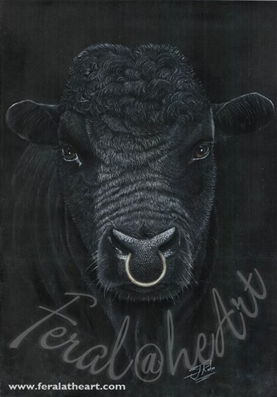 Feral@heart Wildlife: Angus Bull