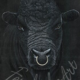 Feral@heart Wildlife: Angus Bull
