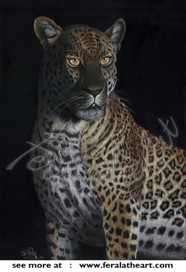 Feral@heart Wildlife: Leopard