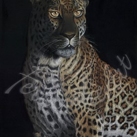 Feral@heart Wildlife: Leopard