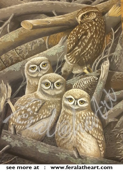 Feral@heart Wildlife: Morepork mother and owlets