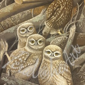 Feral@heart Wildlife: Morepork mother and owlets