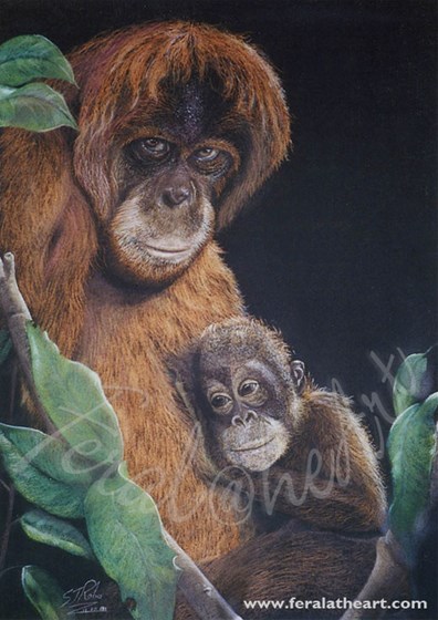 Feral@heart Wildlife: Orangutan