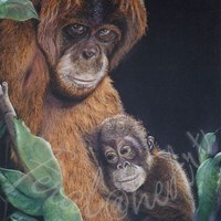 Steve Robinson's Portfolio